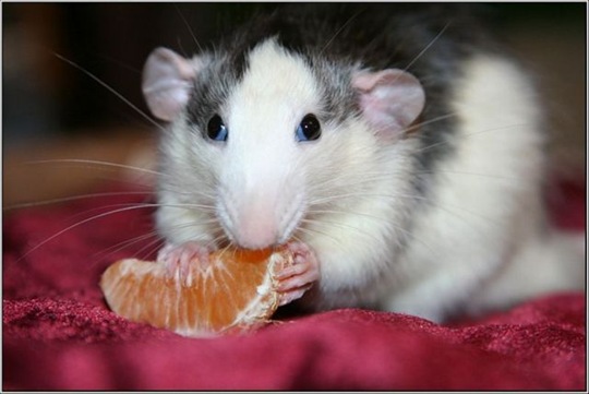 [funny-animals-cute-28%255B2%255D.jpg]