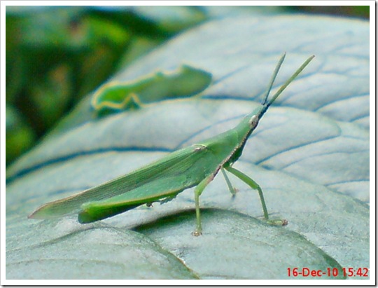 Belalang Atractomorpha crenulata jantan