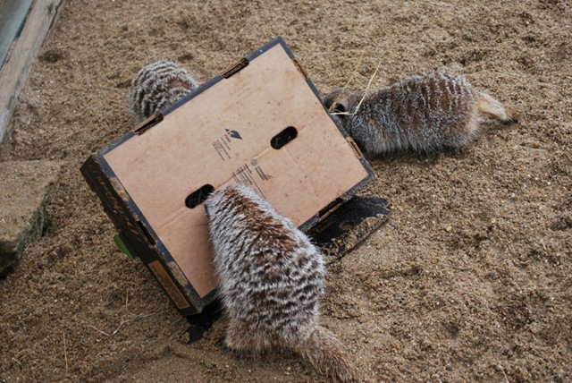 [DSC_0222%2520-%2520Copy%255B4%255D.jpg]