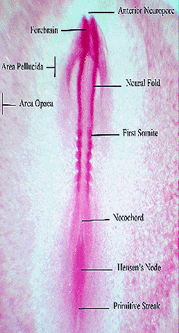 mesoderm-chick-embryo mesoderm-chick-embryo