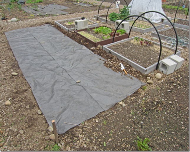 Preparing the garden with landscape fabric