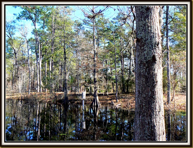 Sam Houston Jones State Park  Lake Charles, LA