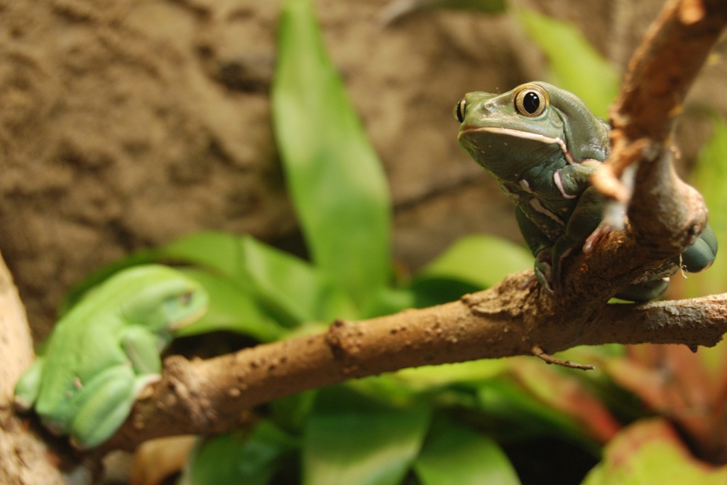 [two-frogs5.jpg]
