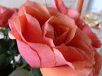 How pretty are the colors on this rose?