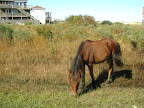 Cycle NC 2011 - Wild Horse in Corolla , outer banks.