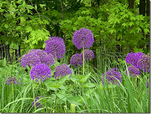 Purple Alum