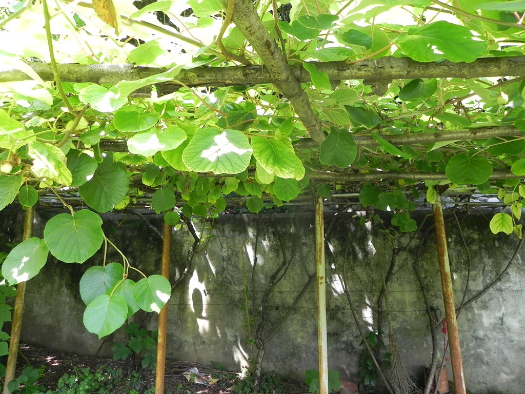 [green-4.jpg&description=My in-laws Italian Garden')]