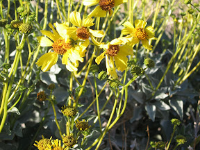 MountLaguna 013.jpg