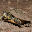 Eastern river cooter (hatchling)