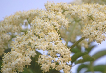 Elderberry July 1