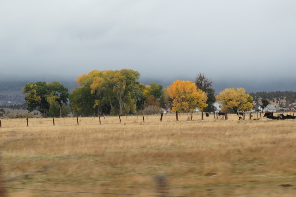 [Fall%2520trees%2520Susanville%2520CrystalHarling%255B4%255D.jpg]
