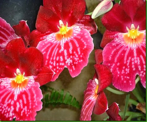 Orquideas Orquideas