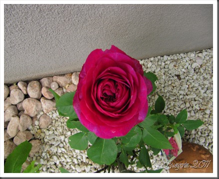 IMG_1760 IMG_1760