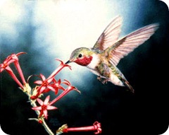 humming_bird