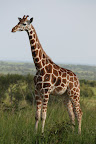 Giraffe: Murchison Falls NP