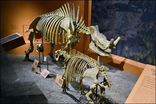 oligocene