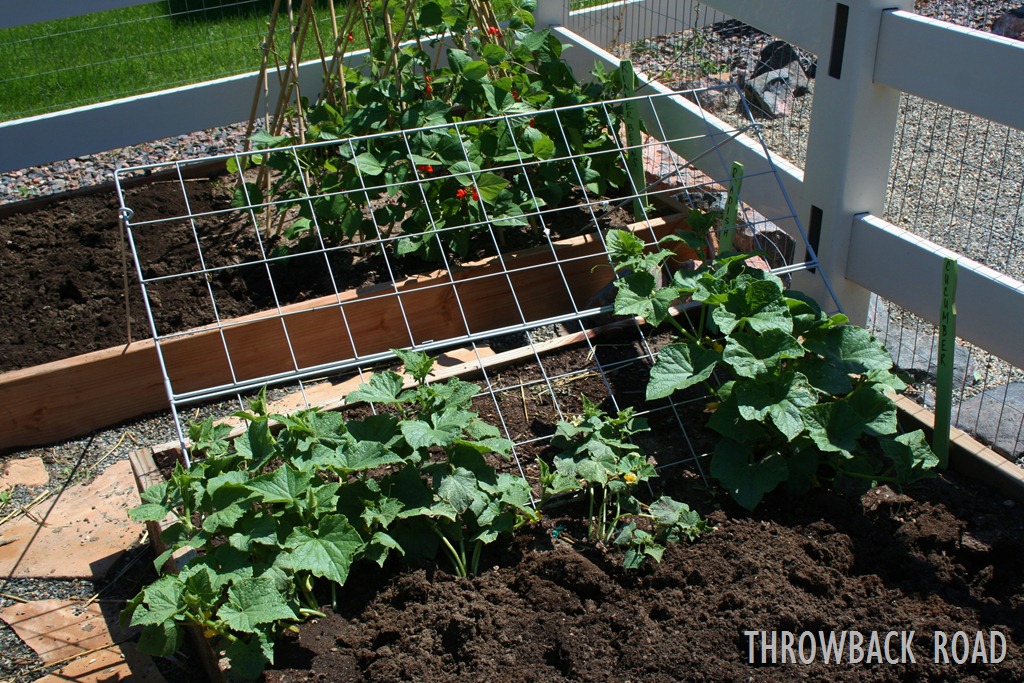 [garden%2520home%2520july%25202012%2520021%255B3%255D.jpg]