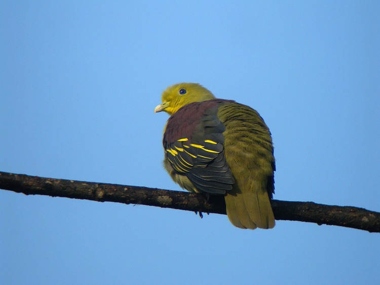 [SL%2520Green%2520Pigeon2%2520Ad%255B2%255D.jpg]