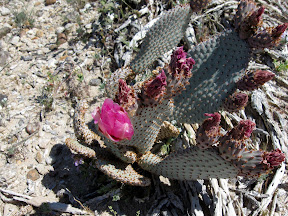 Lone remaining flower on a Beavertail Cactus