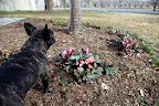Ah, yes, Sharkey!  These are indeed Helleborus Orientalis, the botanical name of the very popular, early blooming shade perennial more commonly known as the Lenten Rose.
