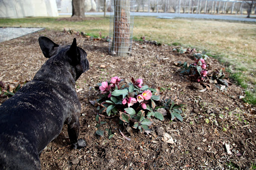 Ah, yes, Sharkey!  These are indeed Helleborus Orientalis, the botanical name of the very popular, early blooming shade perennial more commonly known as the Lenten Rose.
