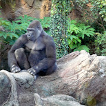 gorilla at ueno zoo in Ueno, Tokyo, Japan