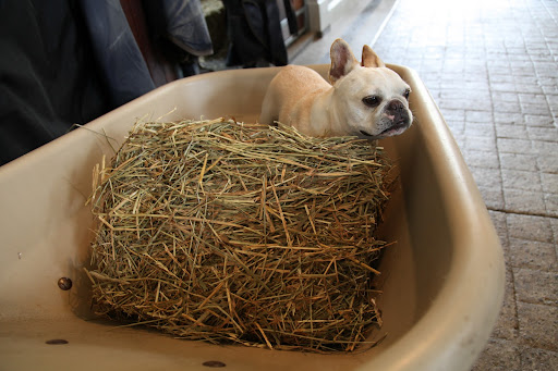 I'll throw this bale in the wheelbarrow and then break it up so we can distribute it in the stalls.