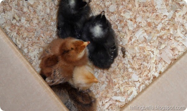 SAM_0668 SAM_0668
