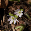 hepatica_772.jpg