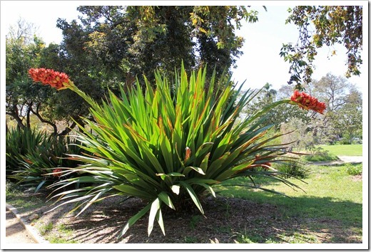 130402_StaBarbaraAliceKeckPark_Doryanthes-palmeri