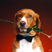1024-beagle-9.jpg