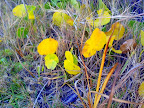 Dollar weed at the edge of the marsh.