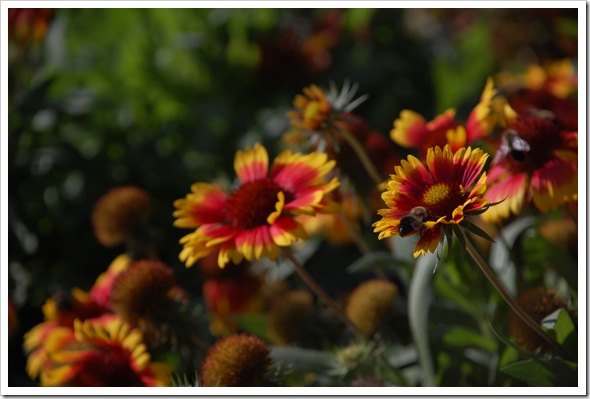Orange Flowers