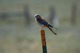 Kestrel - Zion National Park, Utah