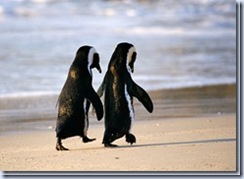 picture doi pinguins_thumb
