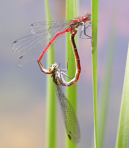 [Damselfly_mating_wheel%255B12%255D.jpg]