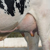 superleite2011_dia1607_77.JPG