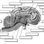 brain_lateral_view_boxed.jpg brain_lateral_view_boxed.jpg