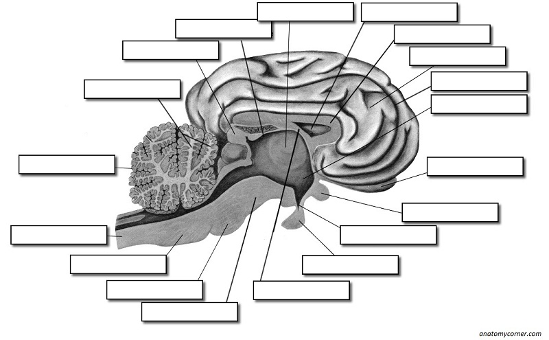 Sheep Brain Dissection | Anatomy Corner