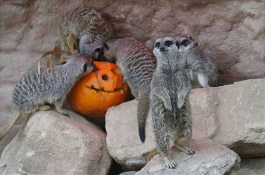 [funny-animals-cute-17%255B2%255D.jpg]