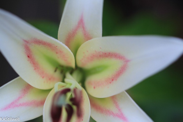 [name%2520this%2520lily-4%255B2%255D.jpg]