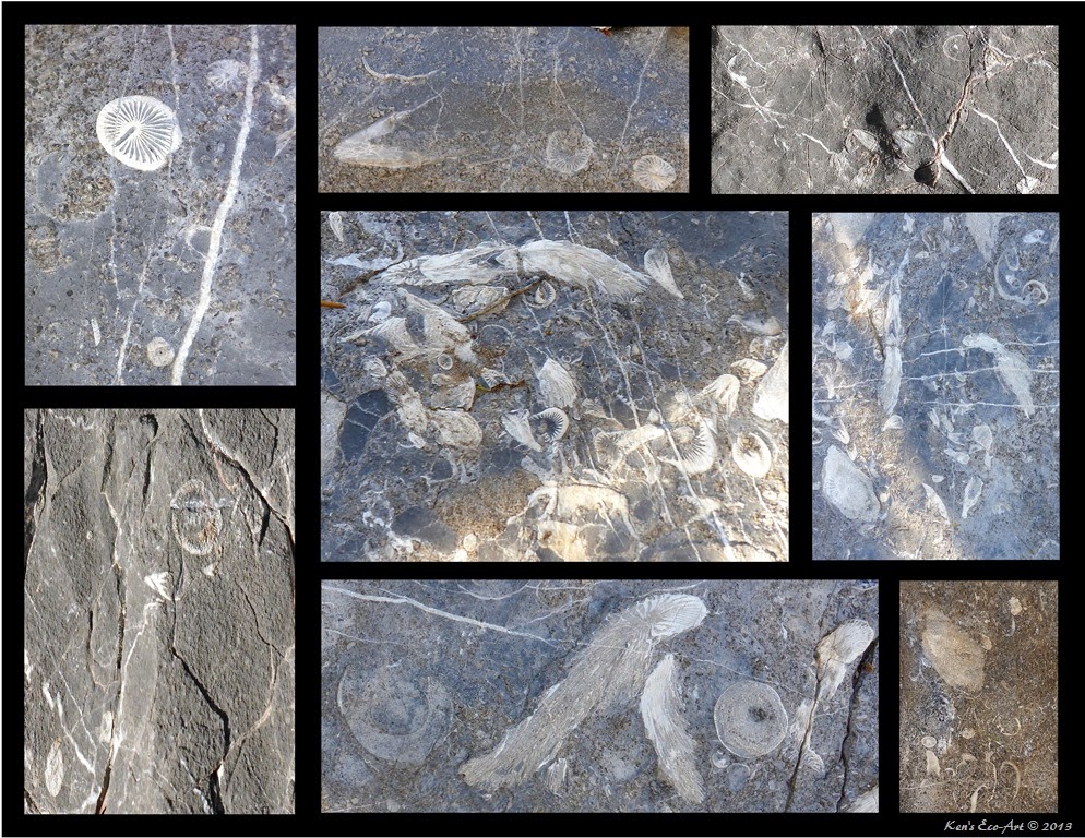 [Potosi-Fossils5.jpg]