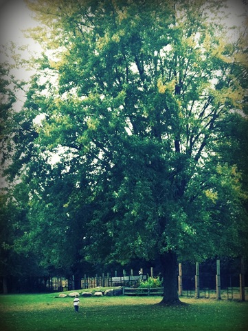 [under%2520tree%255B4%255D.jpg]