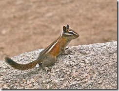 786px-Lodgepole_Chipmunk_(Neotamias_speciosus)