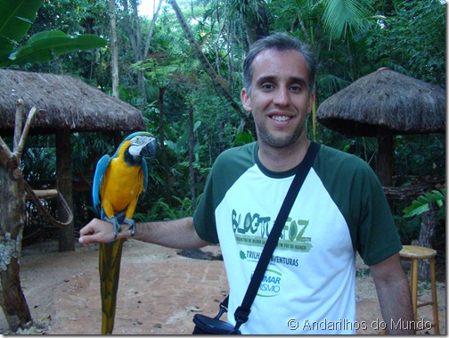 Arara-Amarela Arara-Canindé Arara Parque das Aves Foz do Iguaçu BlogTurFoz