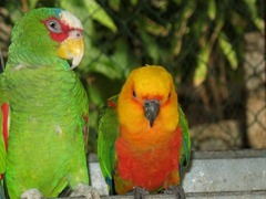 two-green-parrot_97571-480x360
