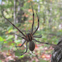 Funnel Web Grass Spider