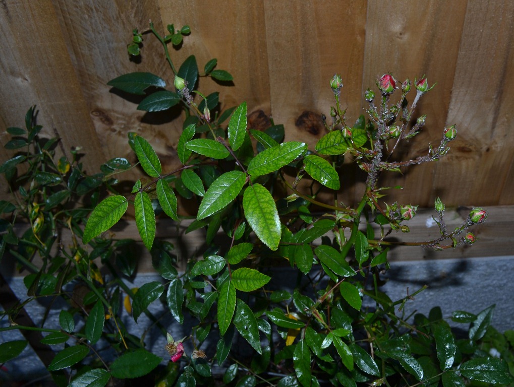 [Greenfly%2520in%2520January%25202012%255B4%255D.jpg]