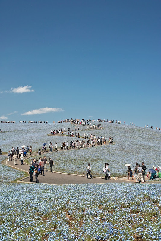 ما اجمل الطبيعة ! : زهرة الجنة في شاطئ هياتشي في اليابان Hitachi-seaside-park-14%25255B3%25255D