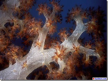 australia corales (3)